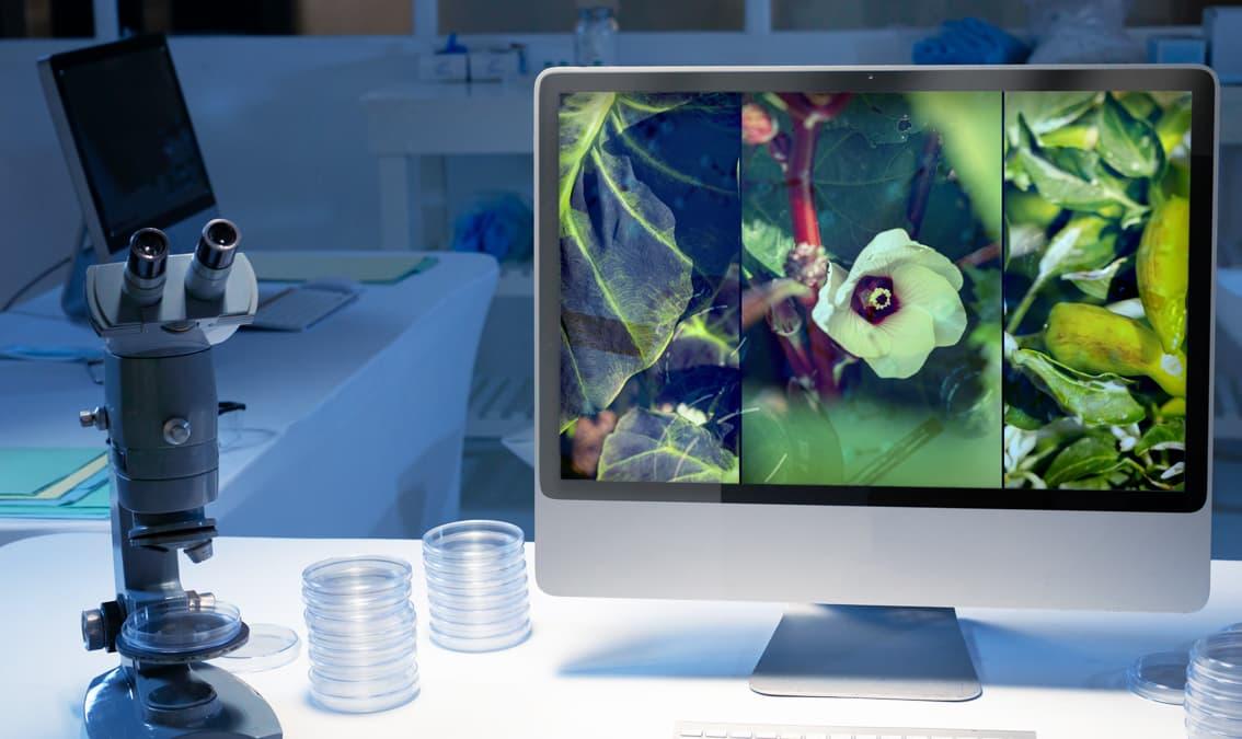 Applications of Machine Learning in Plant Science