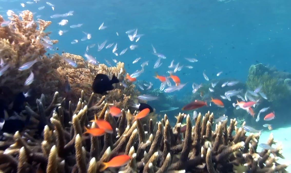 Coral Reefs: Introduction to Challenges and Solutions