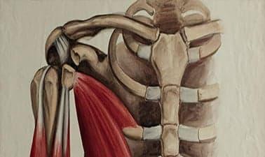 Human Anatomy: Musculoskeletal Cases