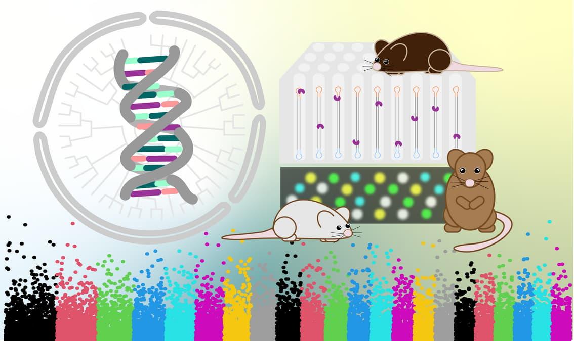 Genetics: Population Genetics and Human Traits