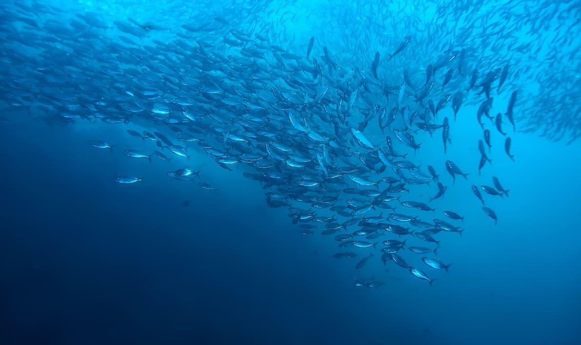 Sustainable Seafood: Barriers and Opportunities