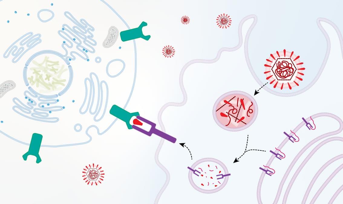 Cell Biology: Cell-Cell Interactions