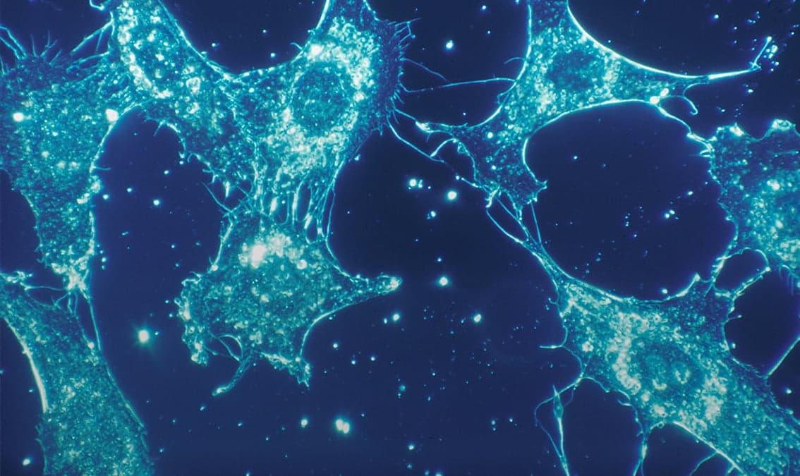 Essential Human Biology: Cells and Tissues