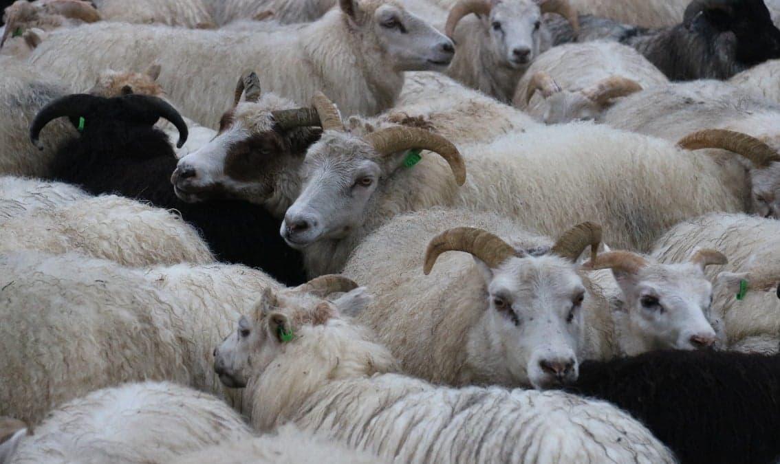 Sheep in the Land of Fire and Ice