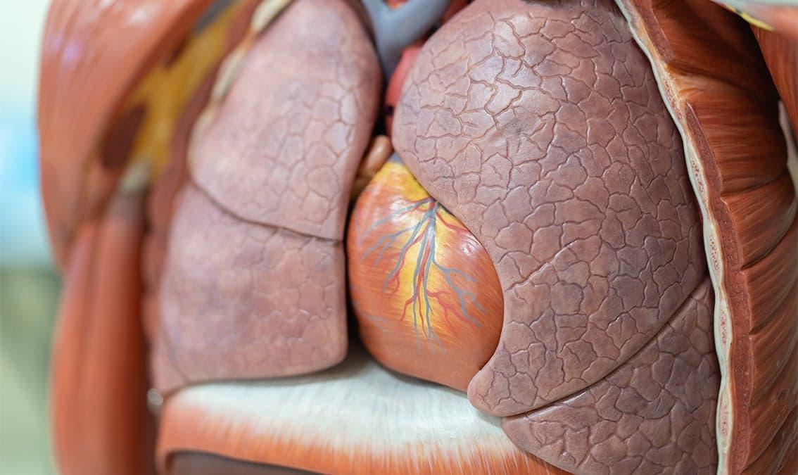 Cardiovascular & Respiratory Systems