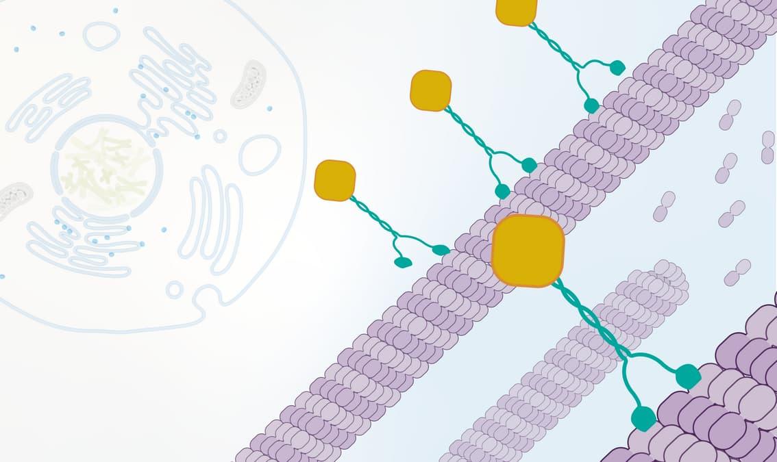 Cell Biology: The Cytoskeleton and Cell Cycle