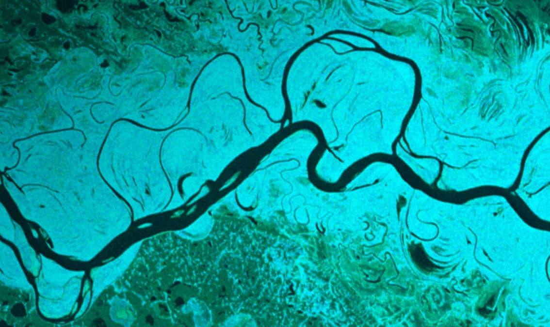 Synthetic Aperture Radar: Ecosystems