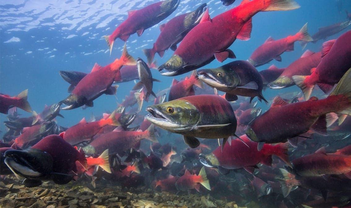 Salmon, People, and Place