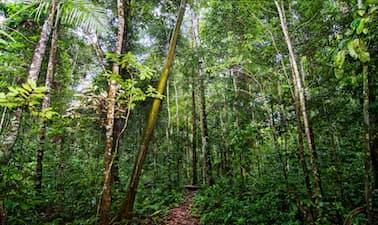 From the Ground Up: Managing and Preserving Our Terrestrial Ecosystems