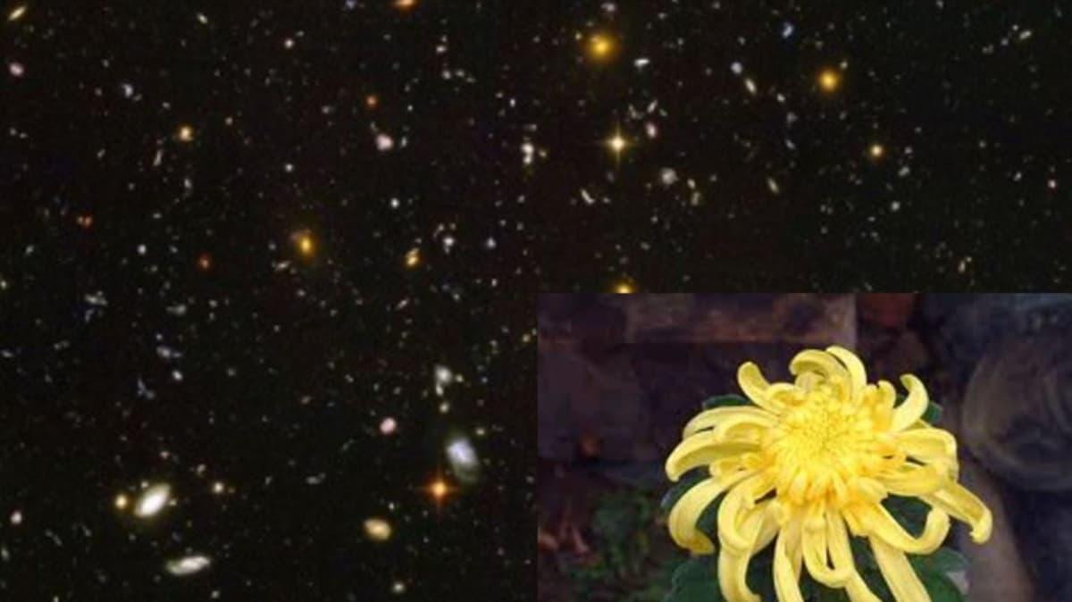 Life in the Universe: Syntheses for Life