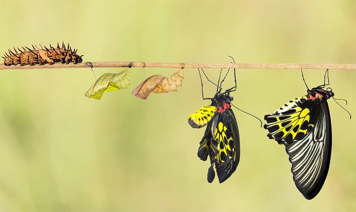 Introducción a la genética y la evolución