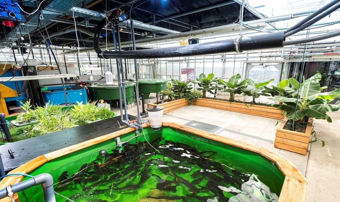 Aquaponics – the circular food production system