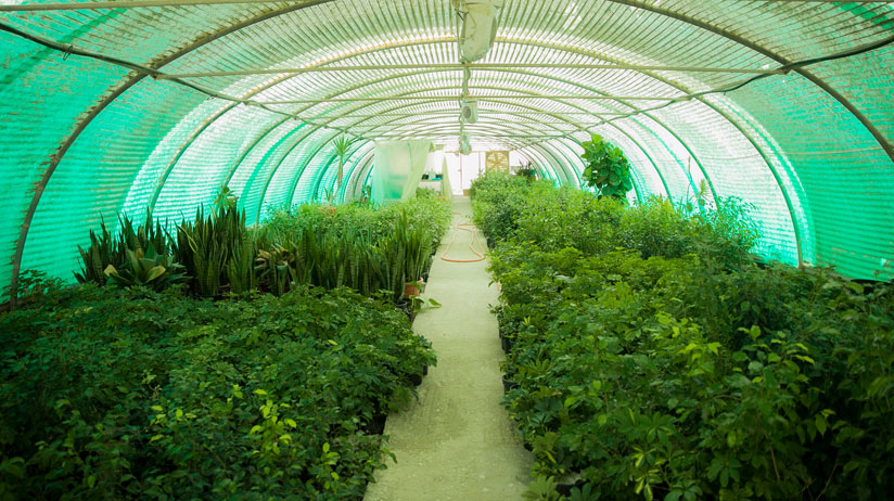 Qassim University campus