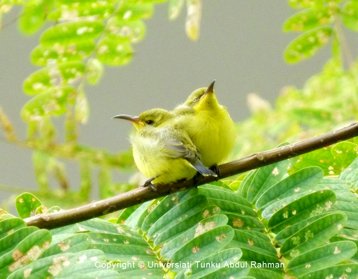 Universiti Tunku Abdul Rahman (UTAR) campus
